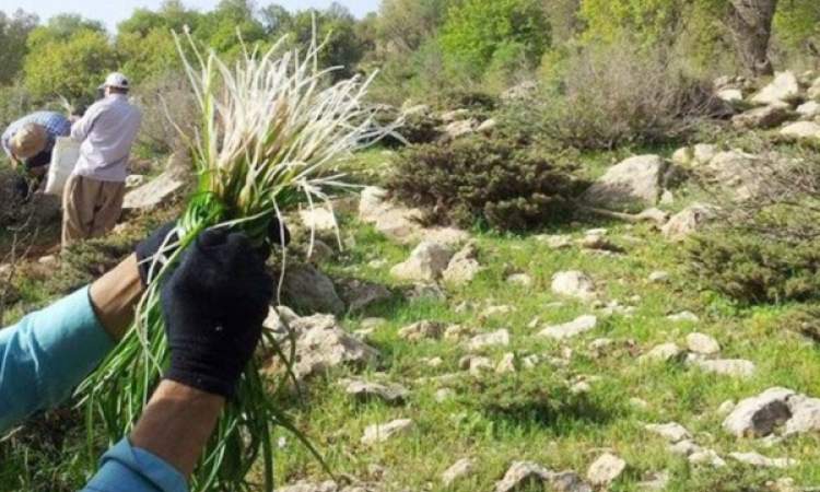 مراقب باشید این گیاهان به خوابتان نیایند!
