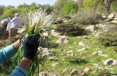مراقب باشید این گیاهان به خوابتان نیایند!