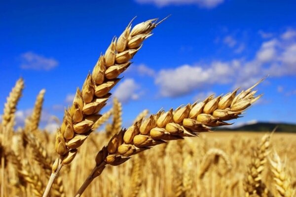 هفته آینده شورای قیمت‌گذاری برای تعیین نرخ تضمینی گندم تشکیل می‌شود