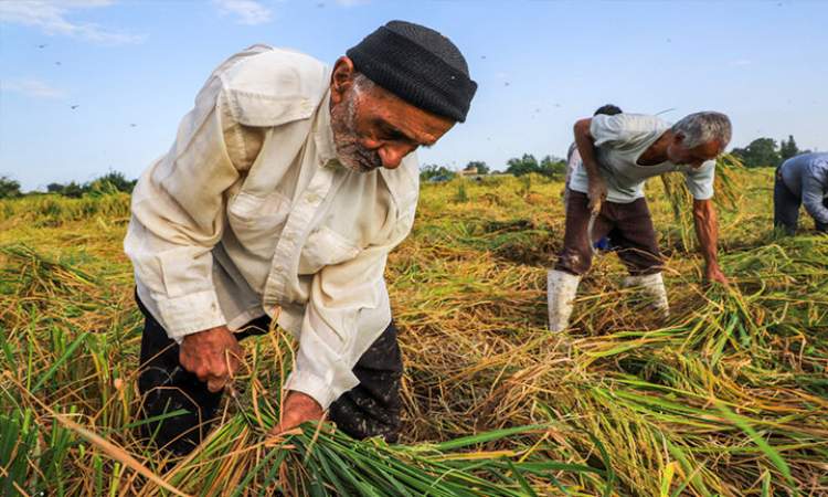 مرکز ملی پایش الگوی تولید کشاورزی افتتاح شد
