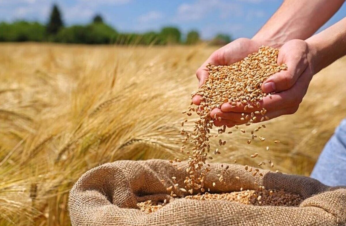 نرخ پیشنهادی ۳۲ هزار تومان برای هر کیلوگرم گندم رد شد