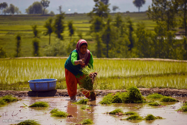 تاجران برنج هند بهدنبال فتح بازارهای نوظهور خاورمیانه و آسیا تاجران برنج هند بهدنبال فتح بازارهای نوظهور خاورمیانه و آسیا