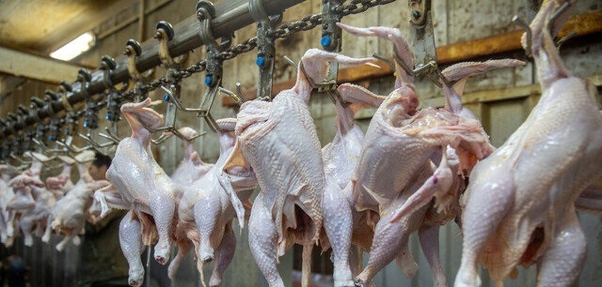 قیمت مرغ تغییر می‌کند؟/ بحران نهاده ادامه دارد...