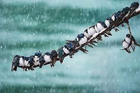 تداوم بارش باران و برف در اکثر مناطق کشور