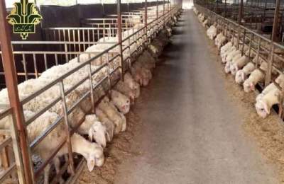 پرداخت ۲۰۰۰میلیارد ریال تسهیلات پرواربندی در بانک کشاورزی استان قم