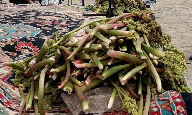 برگزاری دومین جشنواره ریواس در خلجستان قم