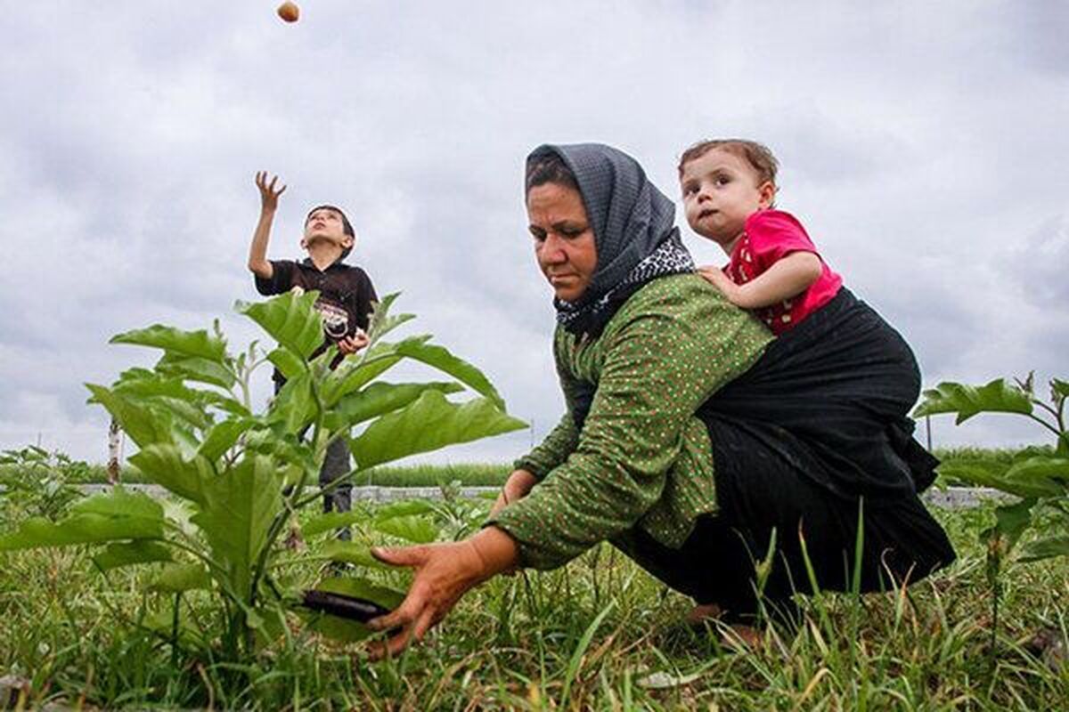 بیمه رایگان زنان روستایی دارای ۳ فرزند و بیشتر/ افزایش ۳۰درصدی مستمری بیمهشدگان بیمه رایگان زنان روستایی دارای ۳ فرزند و بیشتر/ افزایش ۳۰درصدی مستمری بیمهشدگان